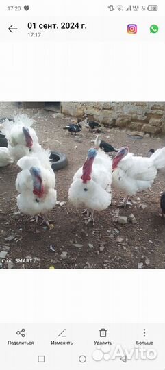 Индюки биг 6