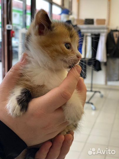 Котята в добрые руки даром