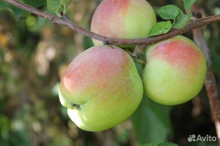 Саженцы яблони Синап орловский