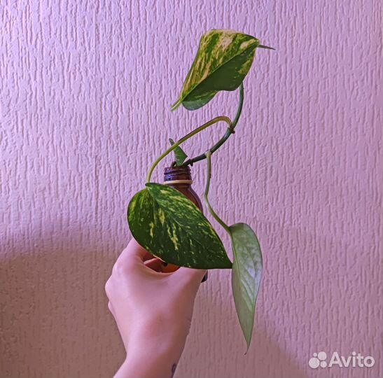 Черенки домашних растений с корнями