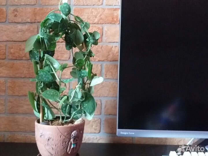 Сциндапсус пиктус расписной комнатное растение