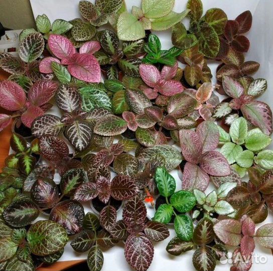 Комнатные растения 1