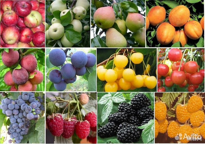 Садовые многолетники