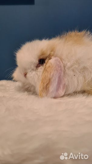 Карликовый кролик