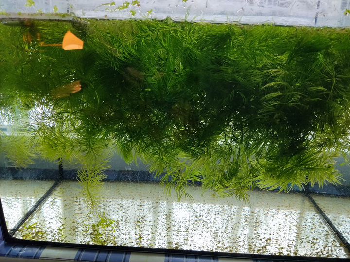 Роголистник