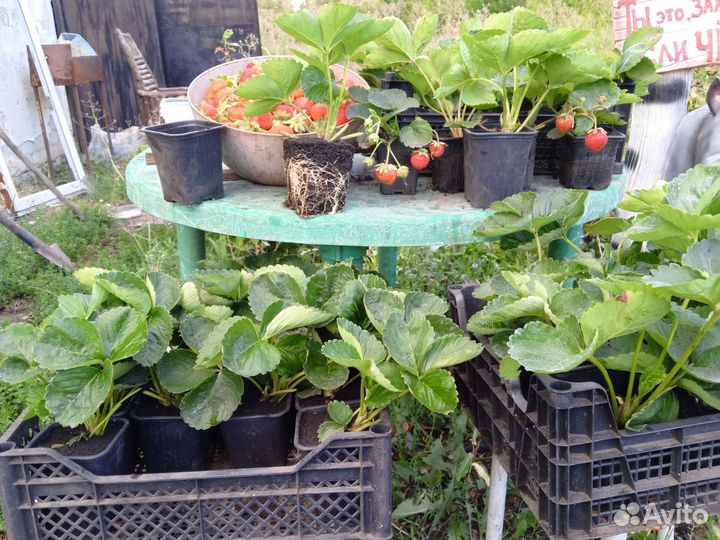 Продажа саженцы