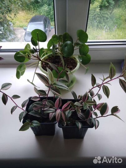 Традесканция Радужный холм