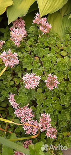 Садовые многолетники