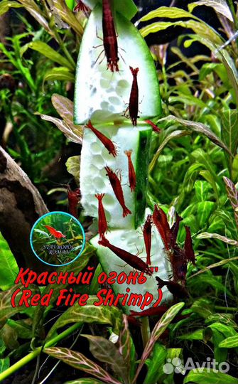 Креветки, Рыбки, Улитки и Грунт для Аквариума