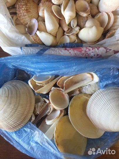 Морские ракушки в коллекцию