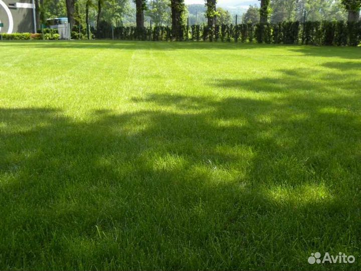Укладка и продажа газона