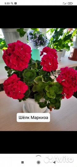 Пеларгония сорт Шёлк Маркиза
