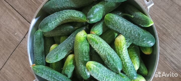 Огурцы домашние