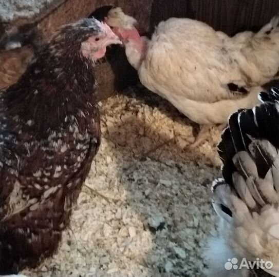 Инкубационное яйцо