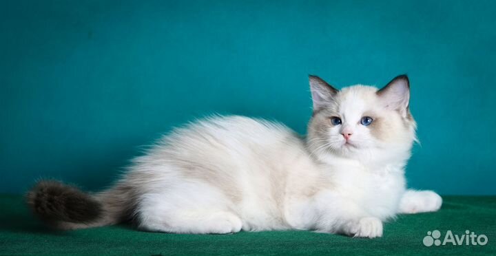 Котята рэгдолл