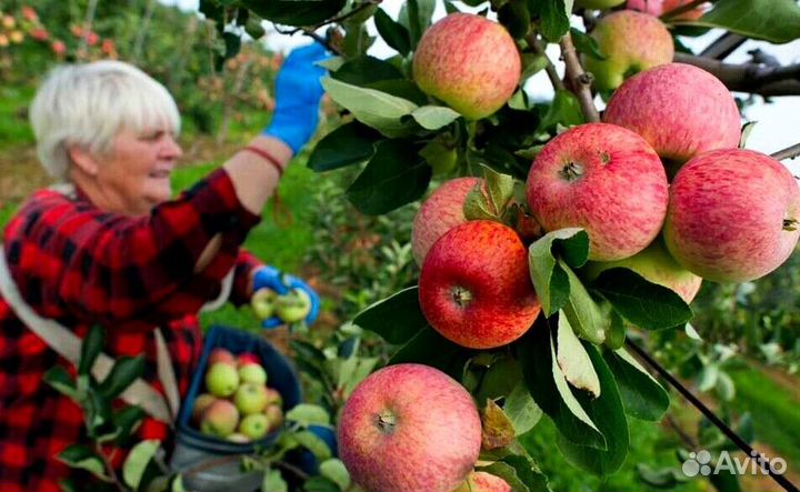 Работник по сборке яблок. Вахта