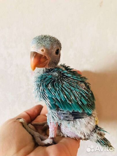 Ожереловые попугаи птенцы