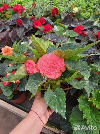 Бегония клубневая