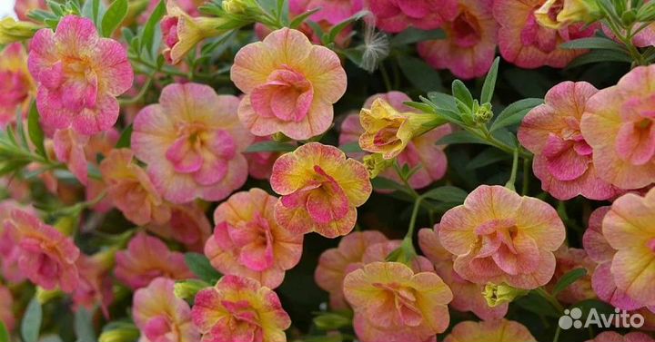 Вегетативная калибрахоа