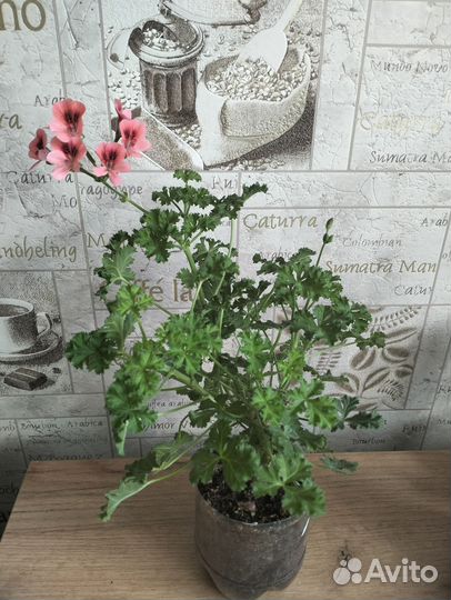 Пеларгония герань королевская