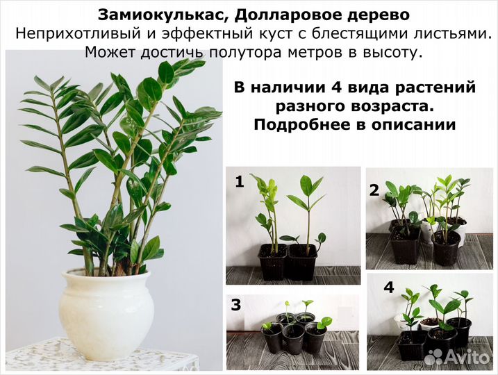 Цветы домашние декоративные. Цены разные