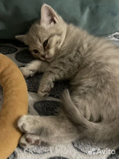 Британские котята