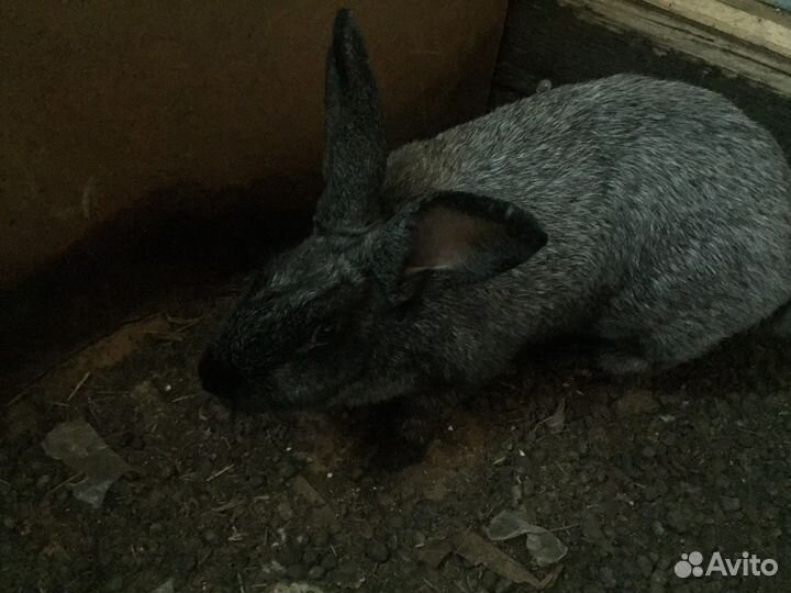 Кролик полтавское серебро