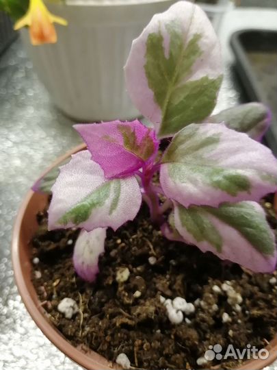 Комнатные цветы