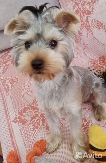 Йоркширский терьер