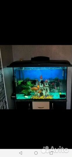 Аквариум