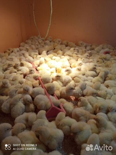 Цыплята суточные кобб500 Европа