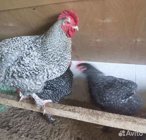 Инкубационное яйцо породистых кур