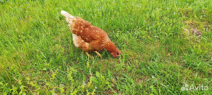 Куры молодки несушки