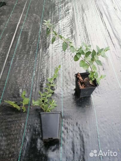 Жимолость каприфоль, саженцы