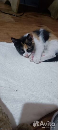 Котята в добрые руки бесплатно