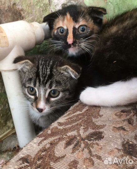 Вислоухий кот