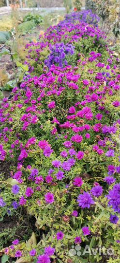 Кнефофия, пенисетум, гвоздика, сентябринки