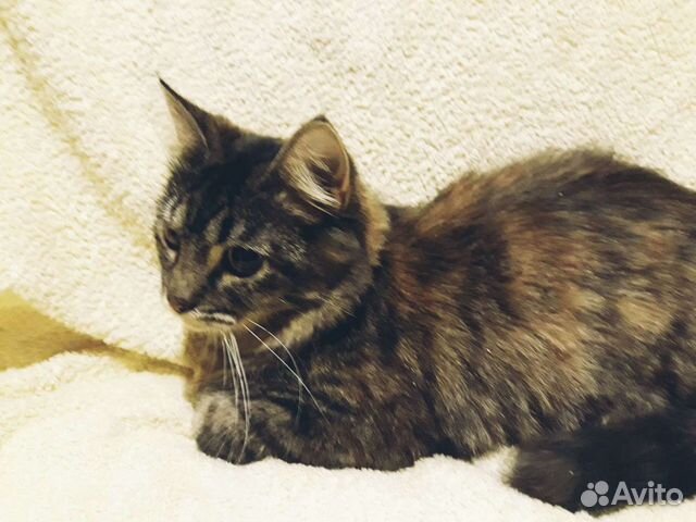 Камила ищет дом, стерилизована