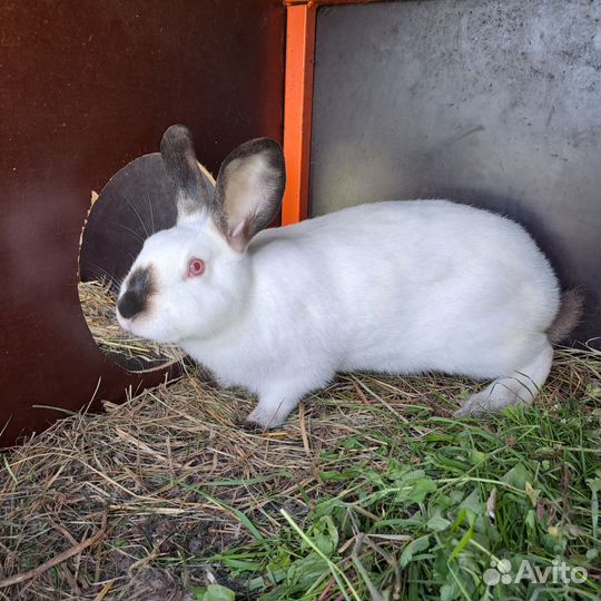 Кролики
