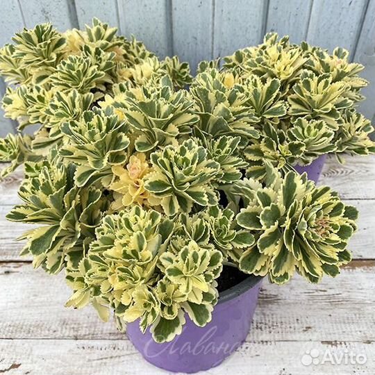 Очиток 5 сортов