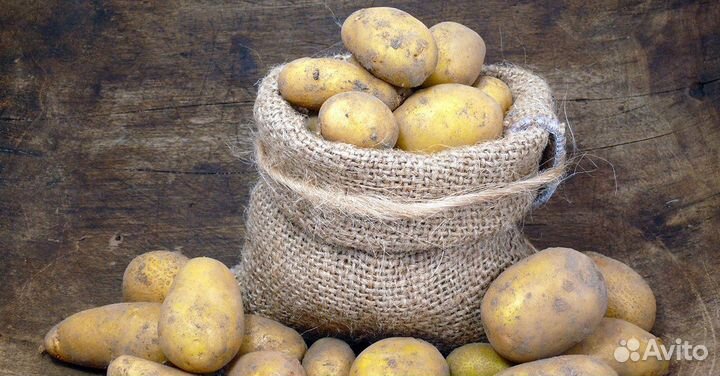 Картофель крупный