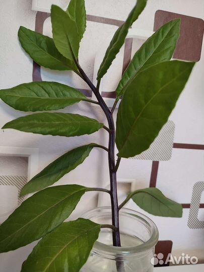 Джинура лекарственная