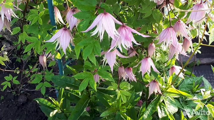 Клематис (княжик) Маркхамс пинк