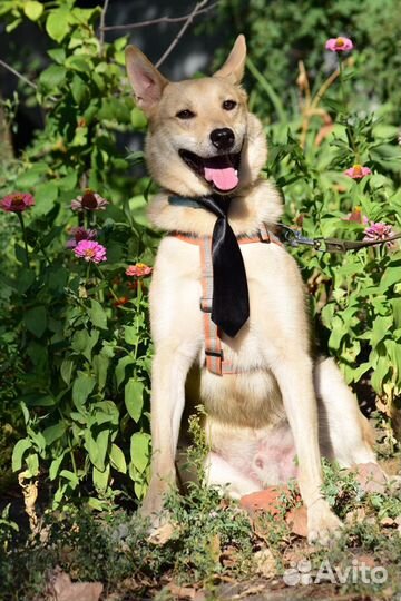 Лайкообразный парень Вольф ищет дом