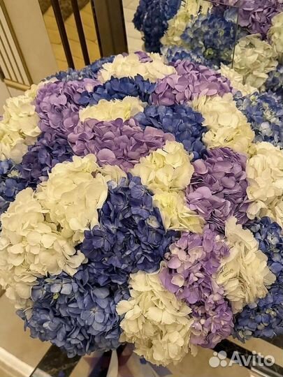 Гортензия / Букет из гортензии / 21, 31, 51