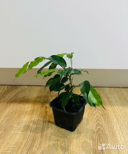 Фикус Бенджамина