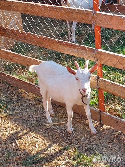 Продам козочек