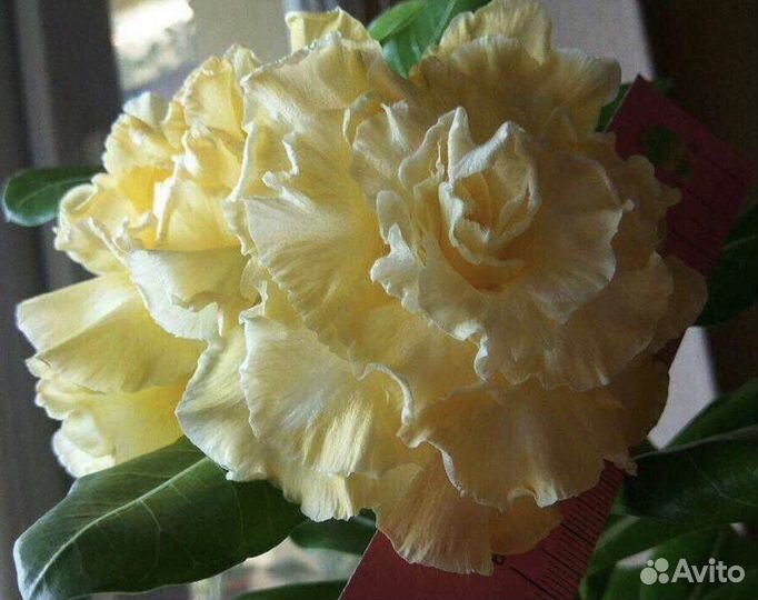 Адениум сеянцы из семян