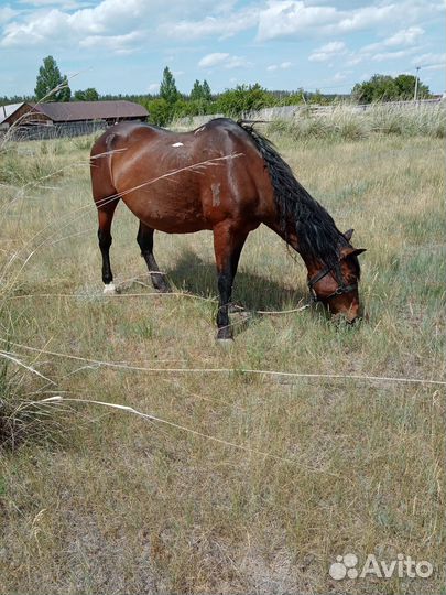 Домашние животные