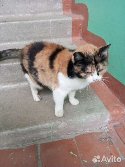 Найдена кошка Ремзавод